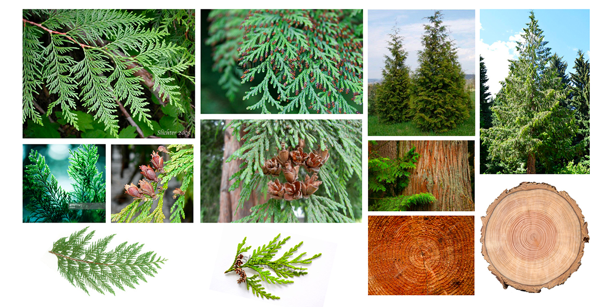 logo inspiration cedar trees, bows, branches and tree ring rounds.